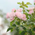 La Rosa *
