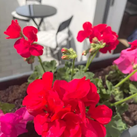 La Rosa * Вайсенсберг