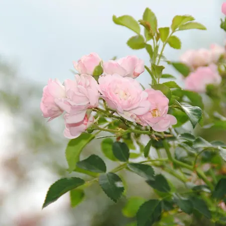 La Rosa Апартаменты Вайсенсберг
