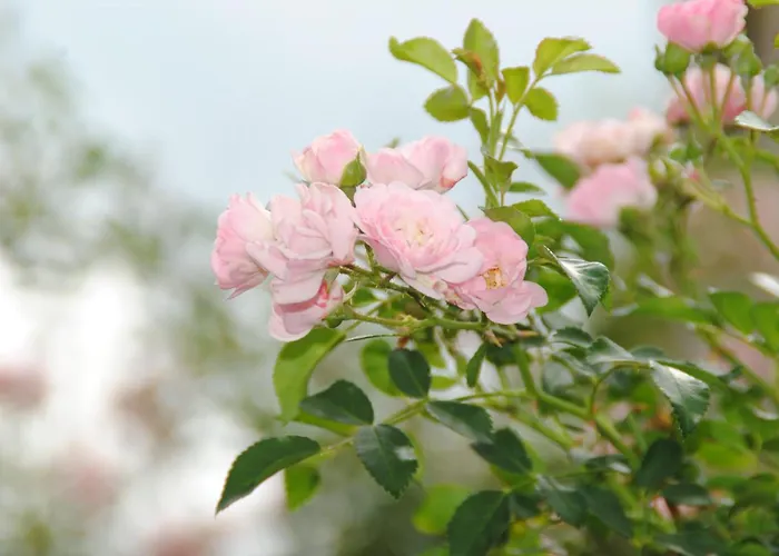 La Rosa *